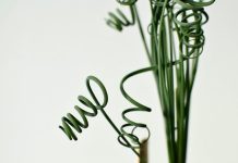 АЛБУКА (Albuca spiralis) – Спирален сукулент прекрасен сукулент