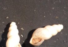 Graecoanatolica macedoniсa – ендемит за Дојранското Езеро