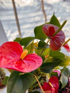 Anthurium