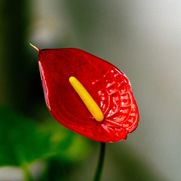 anthurium